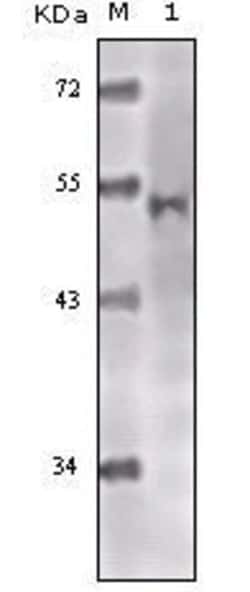Invitrogen TIP60 Monoclonal Antibody (3F9) 100 &mu;L; Unconjugated:Antibodies,