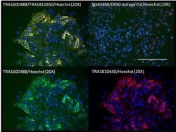 TRA-1-60 Monoclonal Antibody (TRA-1-60), DyLight 488, Invitrogen 50 &mu;L;