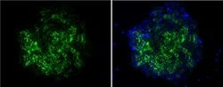 Invitrogen TRA-1-60 Monoclonal Antibody (TRA-1-60) 100 &mu;g; Unconjugated:Antibodies,