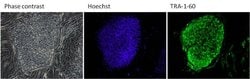 TRA-1-60 Monoclonal Antibody (TRA-1-60), DyLight 488, Invitrogen 50 &mu;L;