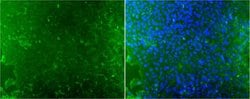 Invitrogen TRA-1-60 Monoclonal Antibody (TRA-1-60) 100 &mu;g; Unconjugated:Antibodies,
