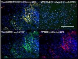 Invitrogen TRA-1-81 Monoclonal Antibody (TRA-1-81), DyLight 488 100 &mu;L | Buy Online | Invitrogen&trade; | Fisher Scientific