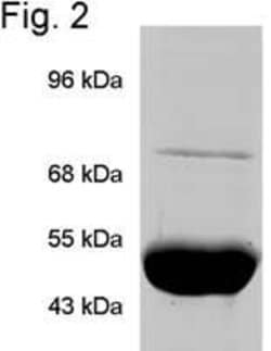 Invitrogen TRAP1 Monoclonal Antibody (TRAP1-6) 100 &mu;g; Unconjugated:Antibodies,