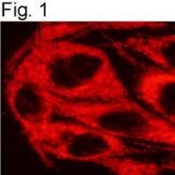 Invitrogen TRAP1 Monoclonal Antibody (TRAP1-6) 100 &mu;g; Unconjugated:Antibodies,