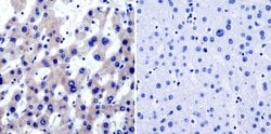 Invitrogen TRAP1 Monoclonal Antibody (TRAP1-6) 100 &mu;g; Unconjugated:Antibodies,