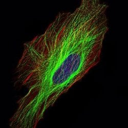 Invitrogen TUBA8 Monoclonal Antibody (2D6) 100 &mu;L; Unconjugated:Antibodies,