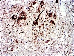 Invitrogen TUBA8 Monoclonal Antibody (2D6) 100 &mu;L; Unconjugated:Antibodies,
