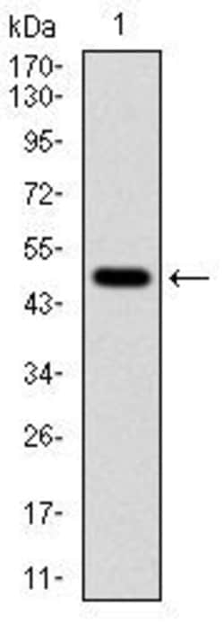 Invitrogen TUBA8 Monoclonal Antibody (2D6) 100 &mu;L; Unconjugated:Antibodies,