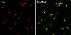 Invitrogen Tau Recombinant Superclonal Antibody (6HCLC) 100 &mu;g; Unconjugated:Antibodies,