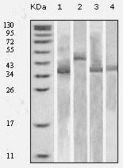 Invitrogen Thioredoxin 1 Monoclonal Antibody (1H6H6) 100 &mu;L; Unconjugated:Antibodies,