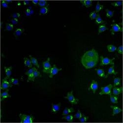 Invitrogen TGN46 Monoclonal Antibody (2F7.1) 100 &mu;g | Buy Online | Invitrogen&trade; | Fisher Scientific