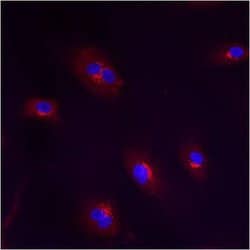 Invitrogen TGN46 Polyclonal Antibody 100 &mu;g; Unconjugated:Antikroppar