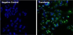 Invitrogen™ Transferrin Monoclonal Antibody (F2H8G6)