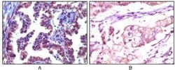 Invitrogen TRIM5 alpha Monoclonal Antibody (3B11H2) 100 &mu;L; Unconjugated:Antibodies,