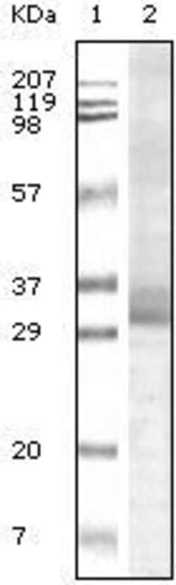 Invitrogen TRIM5 alpha Monoclonal Antibody (3B11H2) 100 &mu;L; Unconjugated:Antibodies,