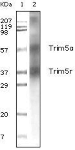 Invitrogen TRIM5 alpha Monoclonal Antibody (3B11H2) 100 &mu;L; Unconjugated:Antibodies,