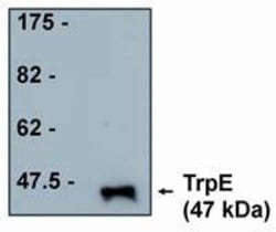 TrpE Tag Monoclonal Antibody (17), Invitrogen 100 &mu;g; Unconjugated:Antibodies,