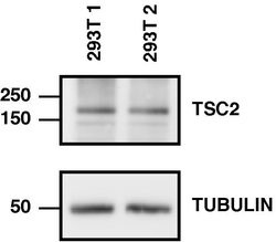 Invitrogen TSC2 Monoclonal Antibody (T.309.0) 100 &mu;L; Unconjugated:Antibodies,