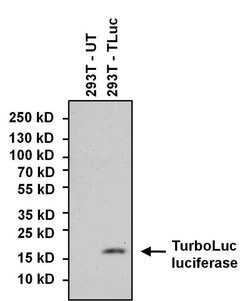Invitrogen TurboLuc luciferase Polyclonal Antibody 100 &mu;g; Unconjugated:Antibodies,