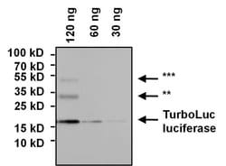 Invitrogen TurboLuc luciferase Polyclonal Antibody 100 &mu;g; Unconjugated:Antibodies,