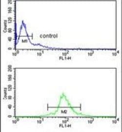 U2AF1 Rabbit anti-Human, Polyclonal, Invitrogen 400 &mu;L; Unconjugated:Antibodies,