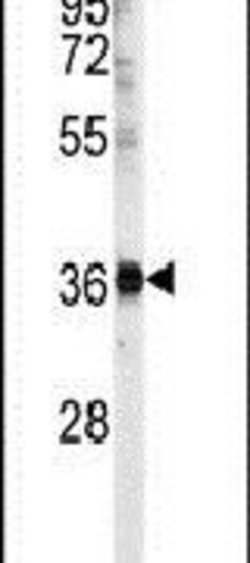 U2AF1 Rabbit anti-Human, Polyclonal, Invitrogen 400 &mu;L; Unconjugated:Antibodies,