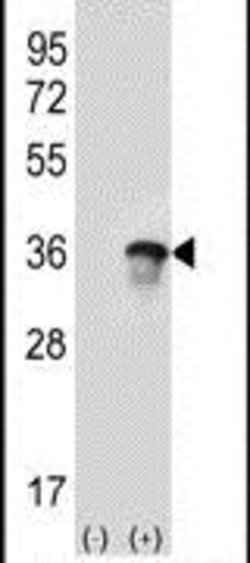 U2AF1 Rabbit anti-Human, Polyclonal, Invitrogen 400 &mu;L; Unconjugated:Antibodies,