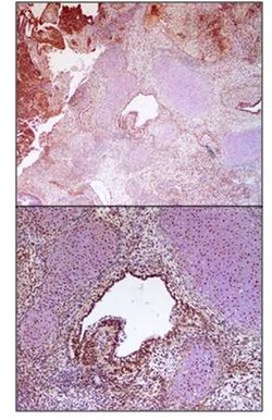 Invitrogen SR140 Polyclonal Antibody 100 &mu;L | Buy Online | Invitrogen&trade; | Fisher Scientific