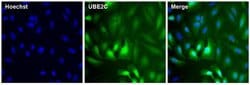 Invitrogen UBE2C Monoclonal Antibody (1F5D3) 100 &mu;g; Unconjugated:Antibodies,