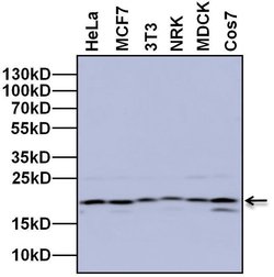 Invitrogen UBE2C Monoclonal Antibody (1F5D3) 100 &mu;g; Unconjugated:Antibodies,