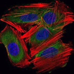 Invitrogen UBC9 Monoclonal Antibody (1B10) 100 &mu;L; Unconjugated:Antibodies,