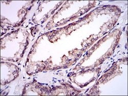 Invitrogen UBC9 Monoclonal Antibody (1B10) 100 &mu;L; Unconjugated:Antibodies,