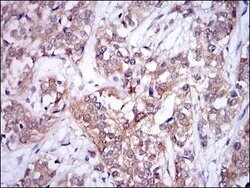 Invitrogen UBC9 Monoclonal Antibody (1B10) 100 &mu;L; Unconjugated:Antibodies,