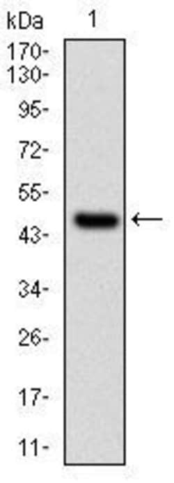 Invitrogen UBC9 Monoclonal Antibody (1B10) 100 &mu;L; Unconjugated:Antibodies,