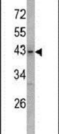 USP12 Rabbit anti-Human, Polyclonal, Invitrogen 400 &mu;L; Unconjugated:Antibodies,