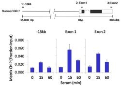 Invitrogen Ubiquitin Recombinant Rabbit Monoclonal Antibody (10H4L21) 100