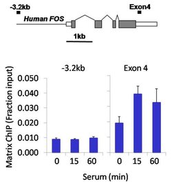 Invitrogen Ubiquitin Recombinant Superclonal Antibody (10HCLC) 100 &mu;g;