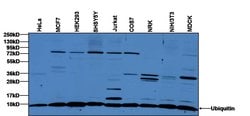 Invitrogen Ubiquitin Polyclonal Antibody 100 &mu;g; Unconjugated:Antibodies,