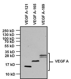 VEGF Monoclonal Antibody (VG1), Invitrogen 500 &mu;L; Unconjugated:Antibodies,
