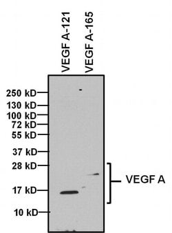 Invitrogen VEGF Polyclonal Antibody 200 &mu;g | Buy Online | Invitrogen&trade; | Fisher Scientific