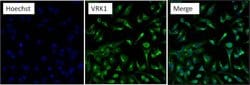 Invitrogen VRK1 Monoclonal Antibody (1F6) 100 &mu;g; Unconjugated:Anticuerpos
