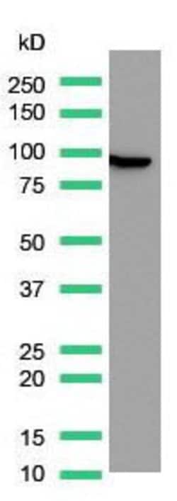 Invitrogen Villin Monoclonal Antibody (SP145) 500 &mu;L; Unconjugated:Antibodies,