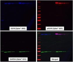 Invitrogen™ Goat anti-Mouse IgG (H+L) Secondary Antibody, WesternDot™ 625