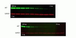 Invitrogen Goat anti-Mouse IgG (H+L) Secondary Antibody, WesternDot 625