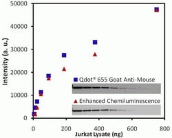 Invitrogen Goat anti-Rabbit IgG (H+L) Secondary Antibody, WesternDot 625 25 blots | Buy Online | Invitrogen&trade; | Fisher Scientific