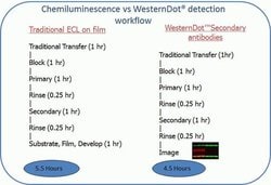 Invitrogen Goat anti-Rabbit IgG (H+L) Secondary Antibody, WesternDot 625 25 blots | Buy Online | Invitrogen&trade; | Fisher Scientific