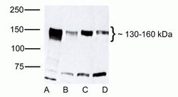 Invitrogen ZO-2 Polyclonal Antibody 100 &mu;g | Buy Online | Invitrogen&trade; | Fisher Scientific
