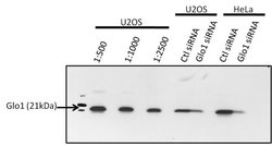 Invitrogen GLO1 Monoclonal Antibody (Glo1a):Antibodies:Primary Antibodies