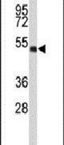 WDR37 Rabbit anti-Human, Polyclonal, Invitrogen 400 &mu;L; Unconjugated:Antibodies,