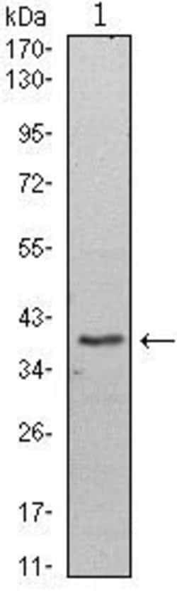 Invitrogen WDR5 Monoclonal Antibody (7B11) 100 &mu;L; Unconjugated:Antikörper